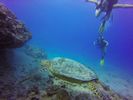 Hawaii Scuba divng 68