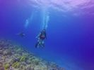 Hawaii Scuba divng 73