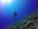 Hawaii Scuba divng 33