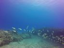 Hawaii Scuba divng 57