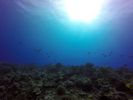 Hawaii Scuba divng 61