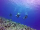 Hawaii Scuba divng 74