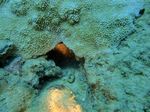 Hawaii Scuba divng 15