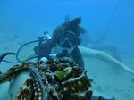 Hawaii Scuba divng 21