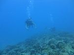 Hawaii Scuba divng 25