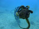 Hawaii Scuba divng 44