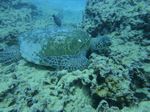 Hawaii Scuba divng 46