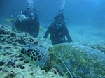Hawaii Scuba divng 47