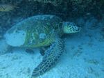 Hawaii Scuba divng 51