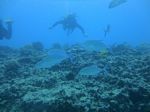 Hawaii Scuba divng 52