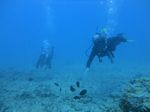 Hawaii Scuba divng 56