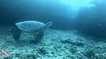 Hawaii scuba 14