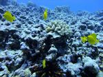 Hawaii Scuba divng 46