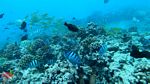 Oahu scuba 40