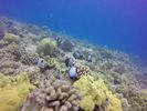 Hawaii Scuba divng 11