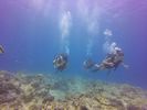 Hawaii Scuba divng 14