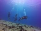 Hawaii Scuba divng 31