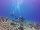 Hawaii Scuba divng 43