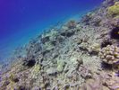 Hawaii Scuba divng 44