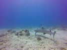 Hawaii Scuba divng 54