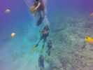 Hawaii Scuba divng 61