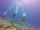 Hawaii Scuba divng 73