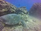 Hawaii Scuba divng 84