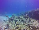 Hawaii Scuba divng 87