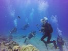 Hawaii Scuba divng 93