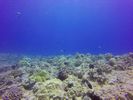 Hawaii Scuba divng 97