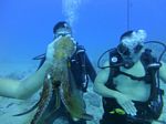 Hawaii Scuba divng 77