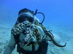 Hawaii Scuba divng 81