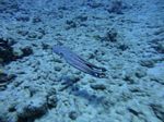 Hawaii Scuba divng 30