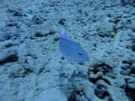 Hawaii Scuba divng 47