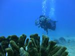 Hawaii Scuba divng 49