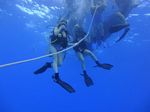 Hawaii Scuba divng 10