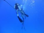 Hawaii Scuba divng 27