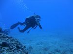 Hawaii Scuba divng 41