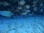 Hawaii Scuba divng 42