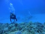 Hawaii Scuba divng 54