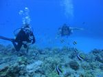 Hawaii Scuba divng 56