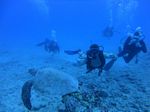 Hawaii Scuba divng 59