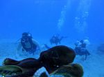 Hawaii Scuba divng 63