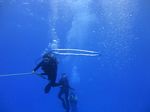 Hawaii Scuba divng 76