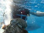 Hawaii Scuba divng 48