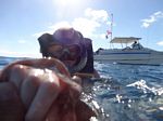 Hawaii Scuba divng 51