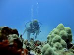 Hawaii Scuba divng 36