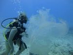 Hawaii Scuba divng 42