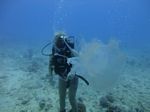 Hawaii Scuba divng 44