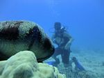 Hawaii Scuba divng 48